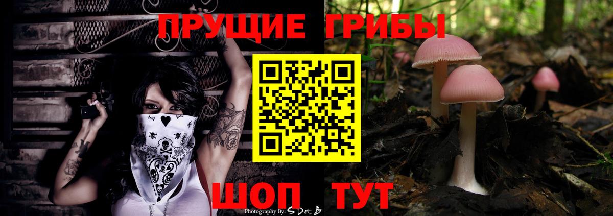 Галлюциногенные грибы Psilocybe Новомосковск